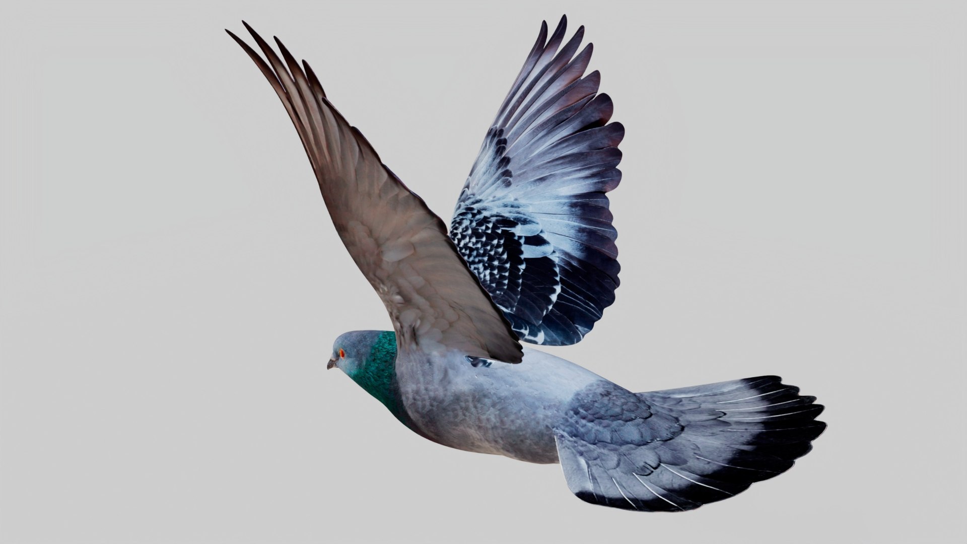 3D Pigeon Animated https://p.turbosquid.com/ts-thumb/of/VeTByh/5y/04/jpg/1734969593/1920x1080/fit_q87/6f7a20cc4de6081d5ed98b23d3fcff0c101f7028/04.jpg