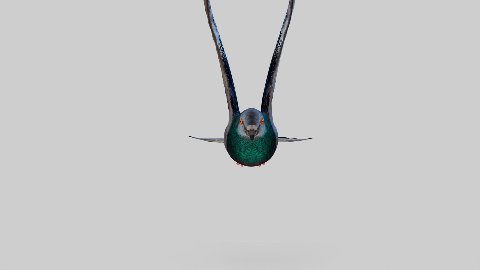 3D Pigeon Animated https://p.turbosquid.com/ts-thumb/of/VeTByh/84/fly2/png/1735163734/1920x1080/turn_fit_q99/b261c6242b615fc759cd818bea46946ee099ad6f/fly2-1.jpg
