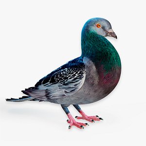3D Pigeon Animated