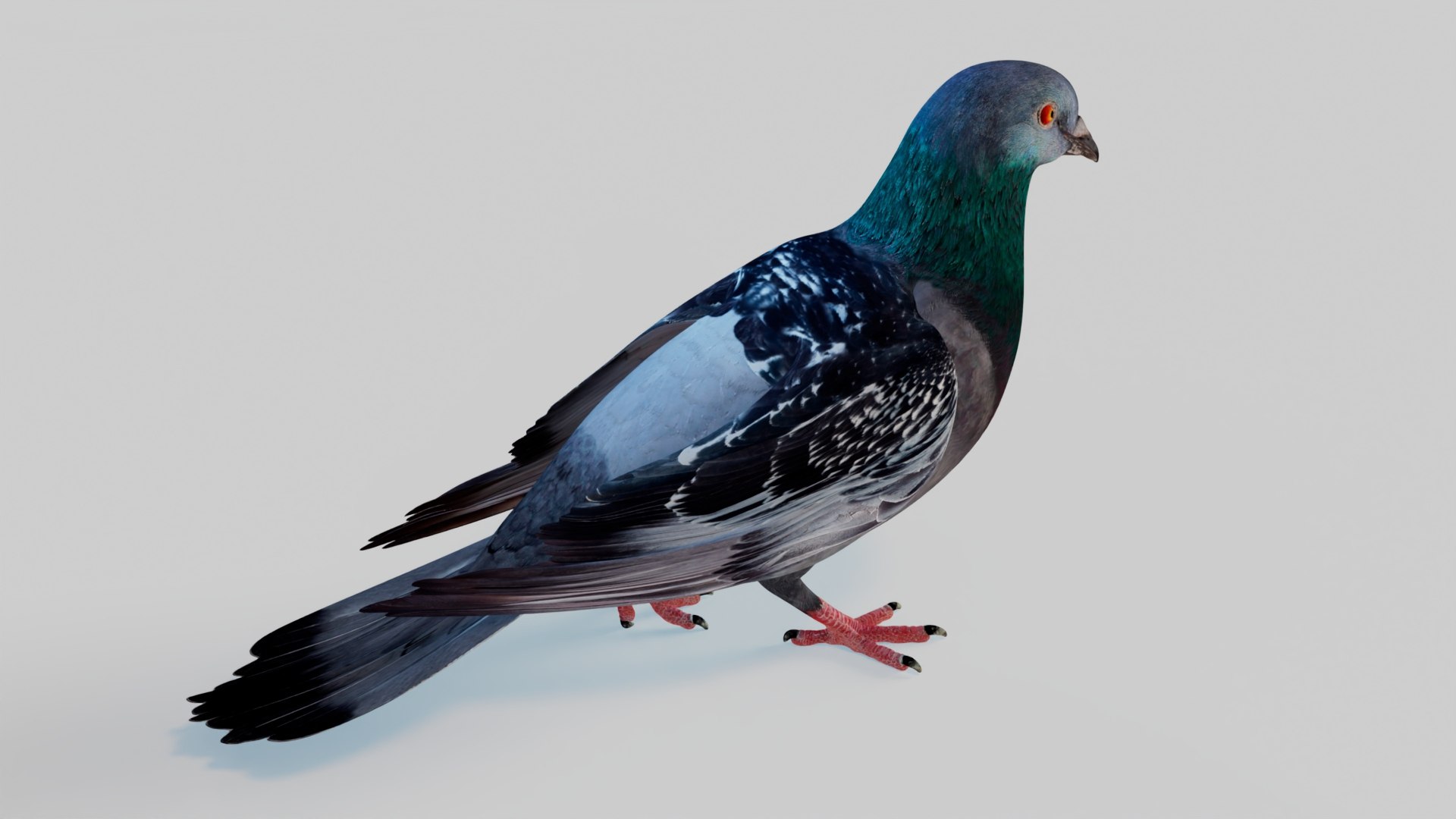 3D Pigeon Animated https://p.turbosquid.com/ts-thumb/of/VeTByh/Ac/23/jpg/1734969597/1920x1080/fit_q87/bcf1f03c4443a637b6cdb427872fc5af3a406031/23.jpg