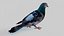 Pombo