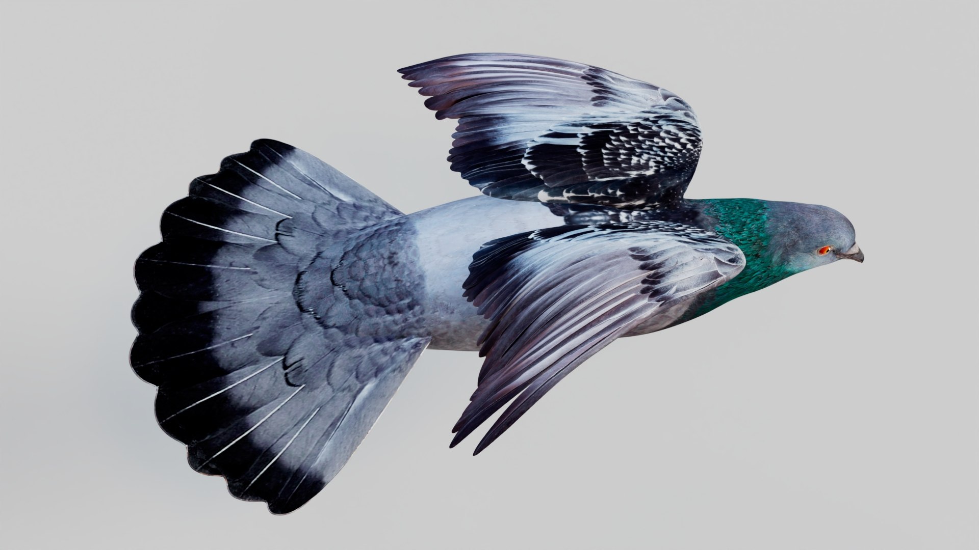 3D Pigeon Animated https://p.turbosquid.com/ts-thumb/of/VeTByh/GH/08/jpg/1734969595/1920x1080/fit_q87/6921a1bda1b0b11cdfd1288314961198ac8242a7/08.jpg