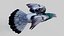 Pombo