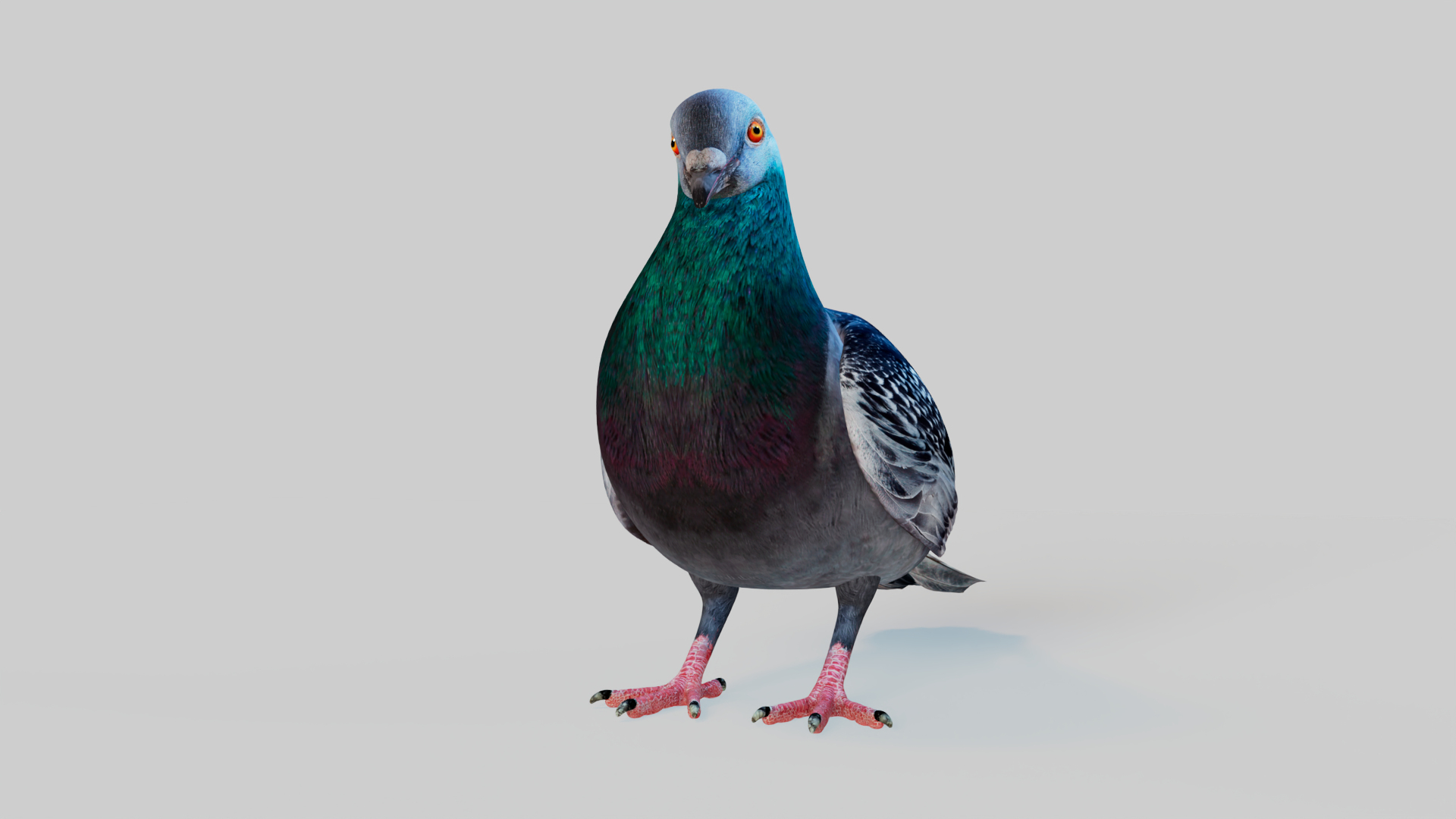 3D Pigeon Animated https://p.turbosquid.com/ts-thumb/of/VeTByh/UA/eat/png/1735162220/1920x1080/turn_fit_q99/9c92cee2c27e421640bff5cea2319cff913f1dfe/eat-1.jpg