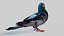 Pombo