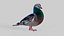 Pombo