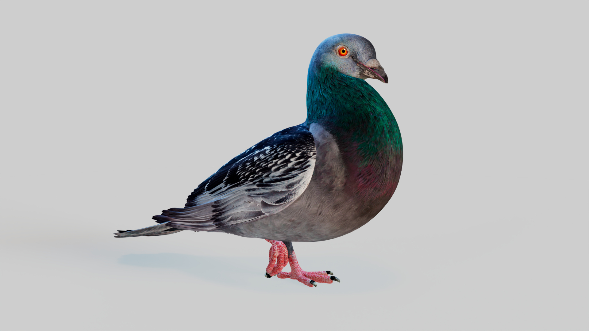 3D Pigeon Animated https://p.turbosquid.com/ts-thumb/of/VeTByh/iZ/pigion/png/1735162295/1920x1080/turn_fit_q99/3469dc8d42982bc70f12eef228e650136b6f7ad5/pigion-1.jpg