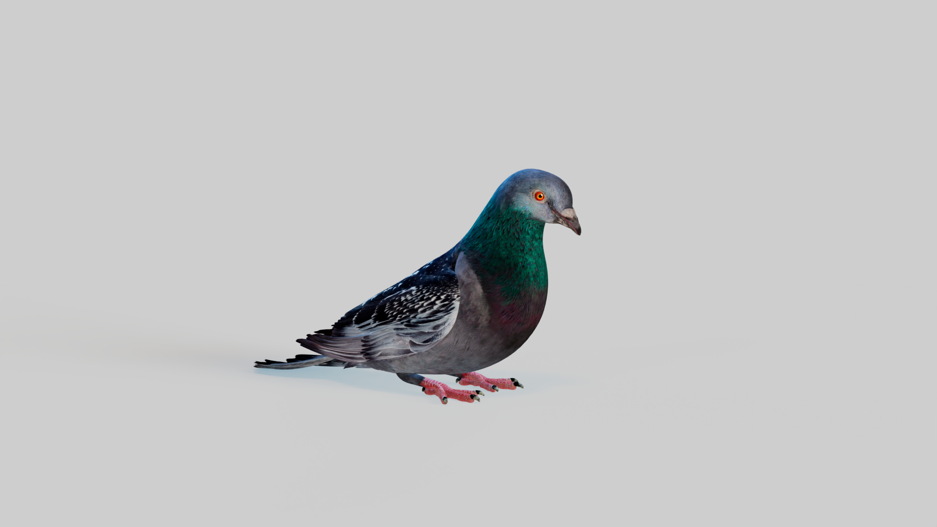 3D Pigeon Animated https://p.turbosquid.com/ts-thumb/of/VeTByh/jK/ffff/png/1735163691/1920x1080/turn_fit_q99/4fda2d16d0025ead64df5aa4db30017c6d4a090b/ffff-1.jpg