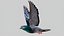 Pombo