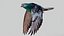 Pombo