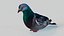 Pombo