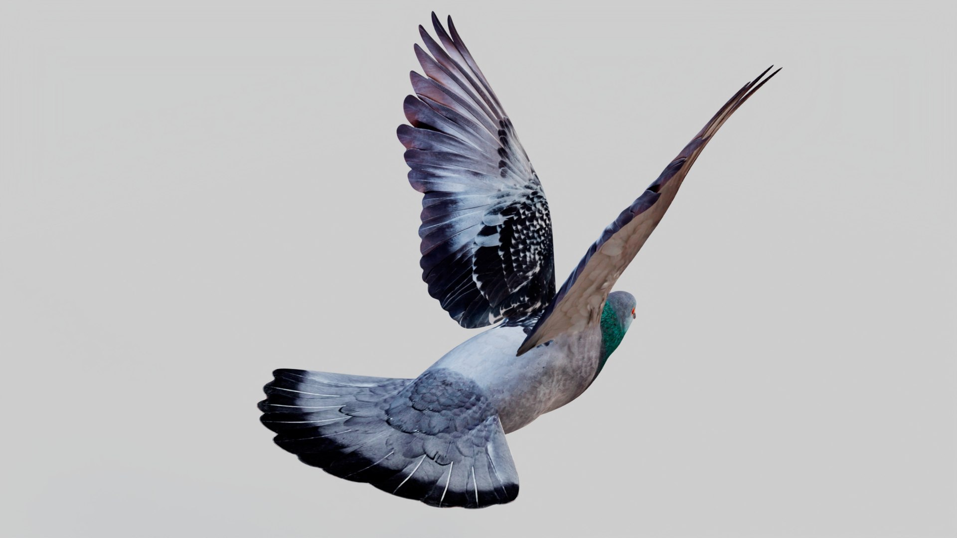 3D Pigeon Animated https://p.turbosquid.com/ts-thumb/of/VeTByh/x6/03/jpg/1734969593/1920x1080/fit_q87/c0ec64a71572365cb4f3ccf98d835e4f54c54f7e/03.jpg