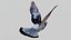 Pombo