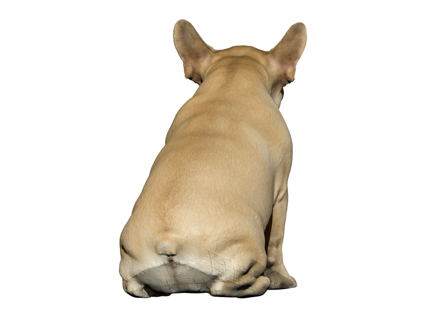 3D dog scanned photogrammetry model https://p.turbosquid.com/ts-thumb/of/XszswY/Nbczq9lw/5/jpg/1542975664/1920x1080/fit_q87/39fee2821d7e01bb90c5a2db86840a568e244c03/5.jpg