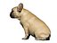 Buldogue francês fêmea 03 - sentado
