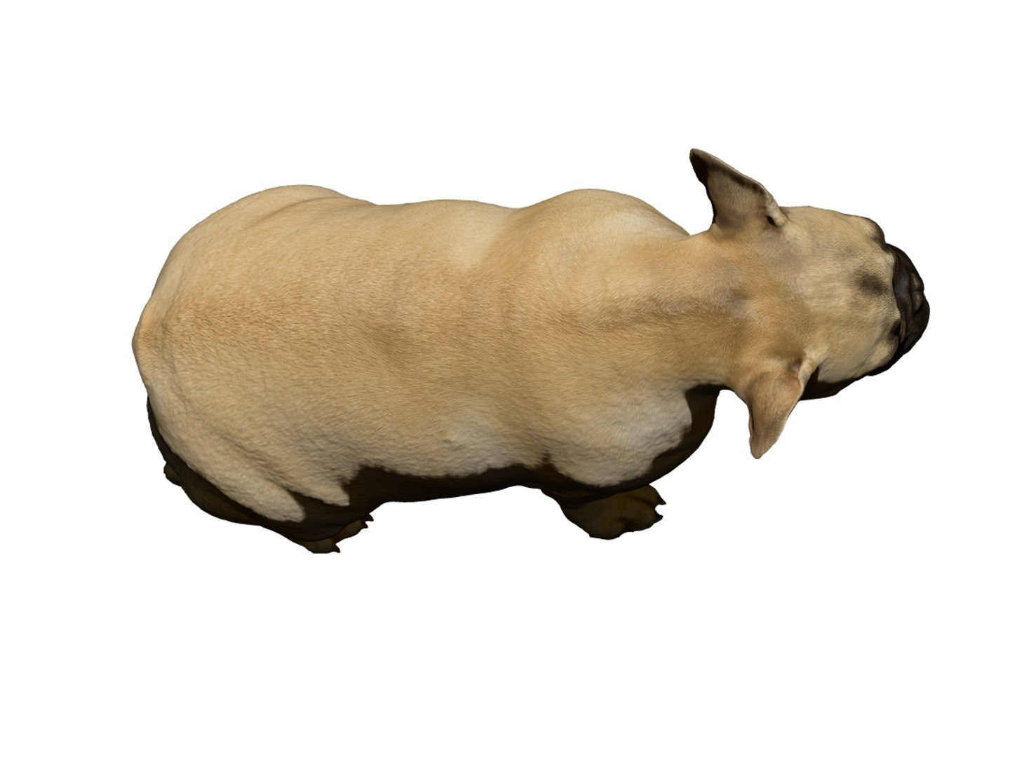 3D dog scanned photogrammetry model https://p.turbosquid.com/ts-thumb/of/XszswY/jf1SsRKX/9/jpg/1542975726/1920x1080/fit_q87/5c6df56d1f3f27aa31e1246cd27ee5e291b1457e/9.jpg
