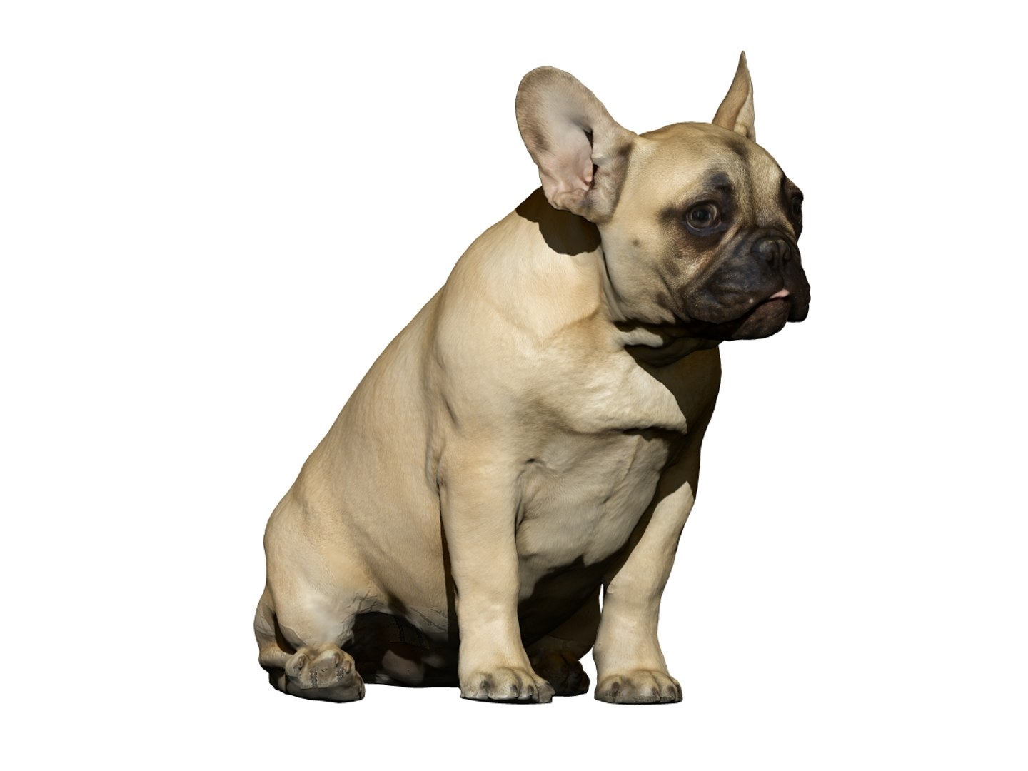 3D dog scanned photogrammetry model https://p.turbosquid.com/ts-thumb/of/XszswY/x5wVMXQ4/8/jpg/1542975699/1920x1080/fit_q87/4441966fe54fc84e00585c994ff00a86a8ccfe76/8.jpg