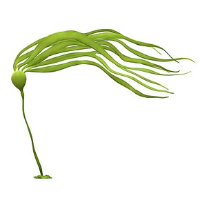 3D Bull kelp