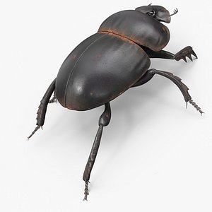3D Mud Beetle Dirty Rigged for Cinema 4D model