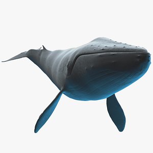 Blue Whale