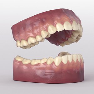 Teeth With Roots And Gums