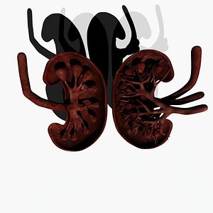 Kidney 3D