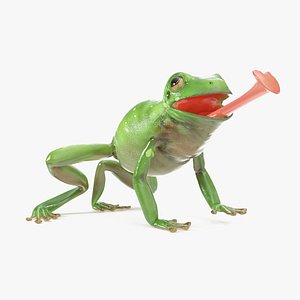 Realistic Australian Green Frog Rigged for Maya