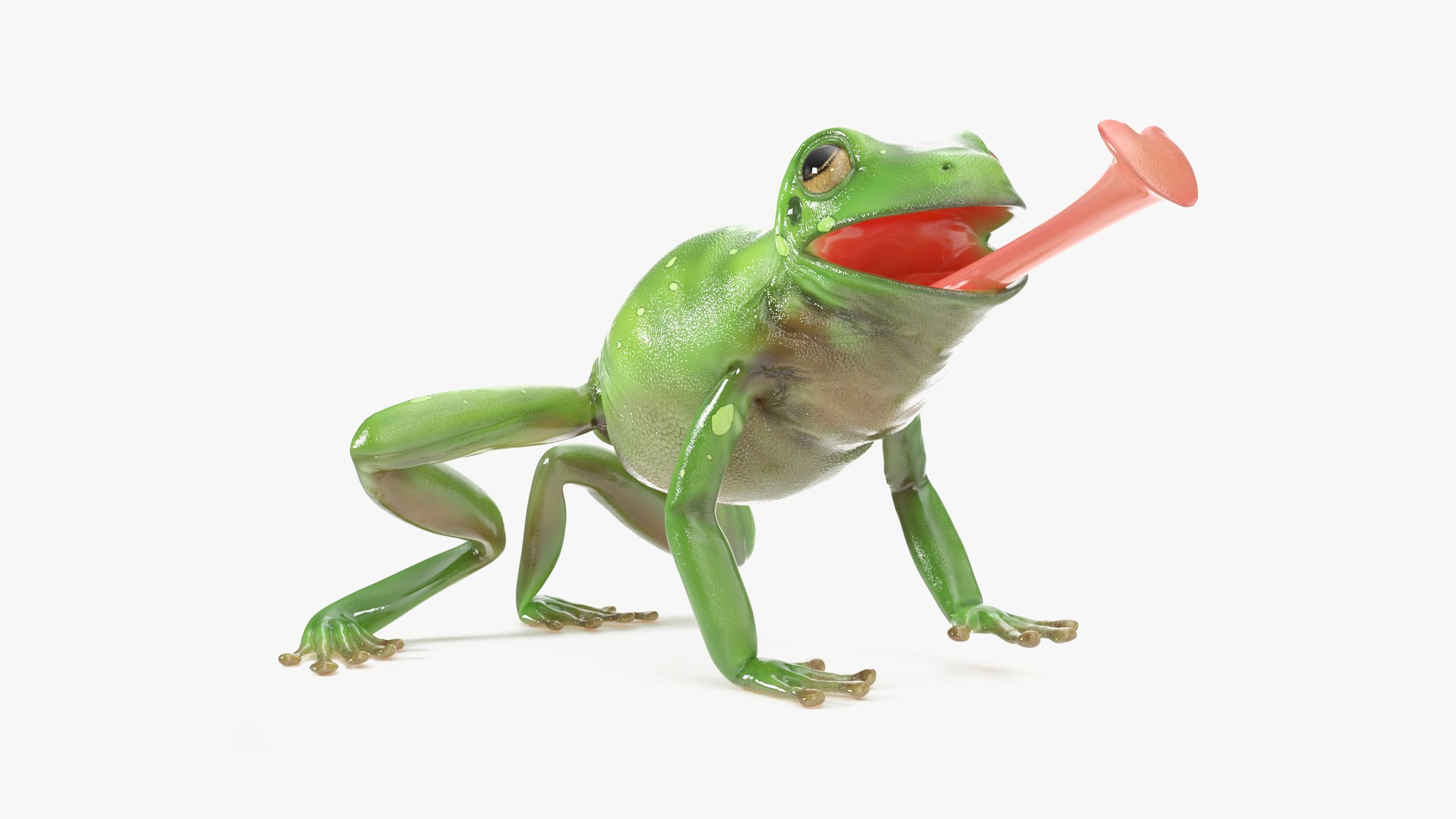 Realistic Australian Green Frog Rigged for Maya 3D model preview