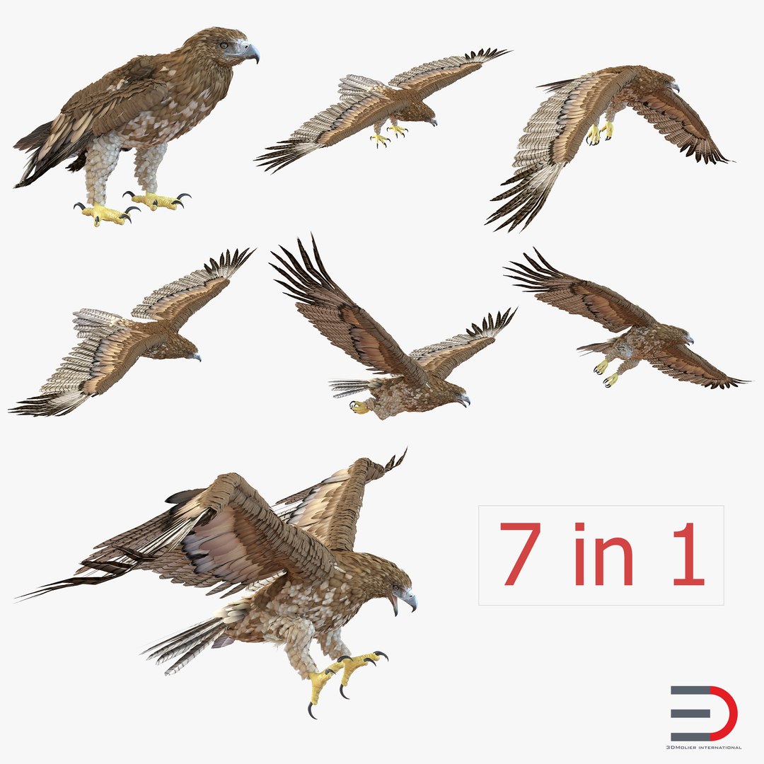 Gurney Eagle Collection 3D model preview