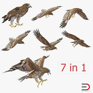 gurney eagle 3d obj