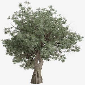 Set of Olive or Olea EuropaeaTree - 2 Trees 3D model