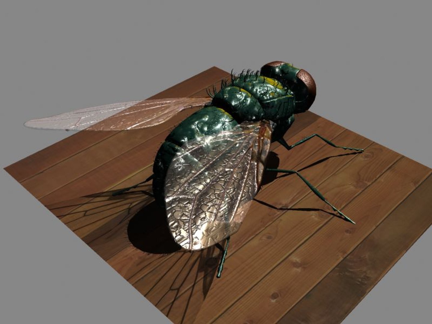 maya insect fly
