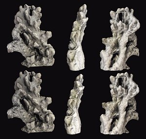 3D coral model
