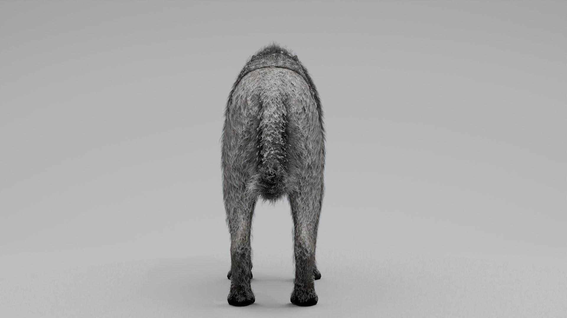 3D Wolf White https://p.turbosquid.com/ts-thumb/og/NnsjX8/OS/6/png/1754120387/1920x1080/fit_q87/23d4c12eb91951134e311a6ded3a6b069b3b5469/6.jpg