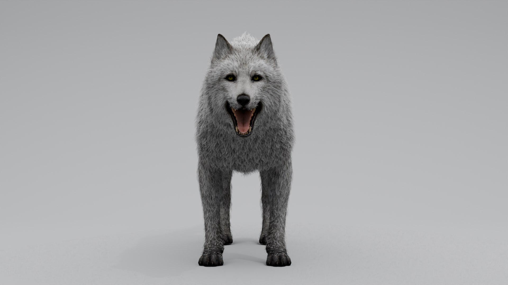 3D Wolf White https://p.turbosquid.com/ts-thumb/og/NnsjX8/cU/5/png/1754120386/1920x1080/fit_q87/d1be17bb263e84923605bf08b03fd4fb948fec8f/5.jpg