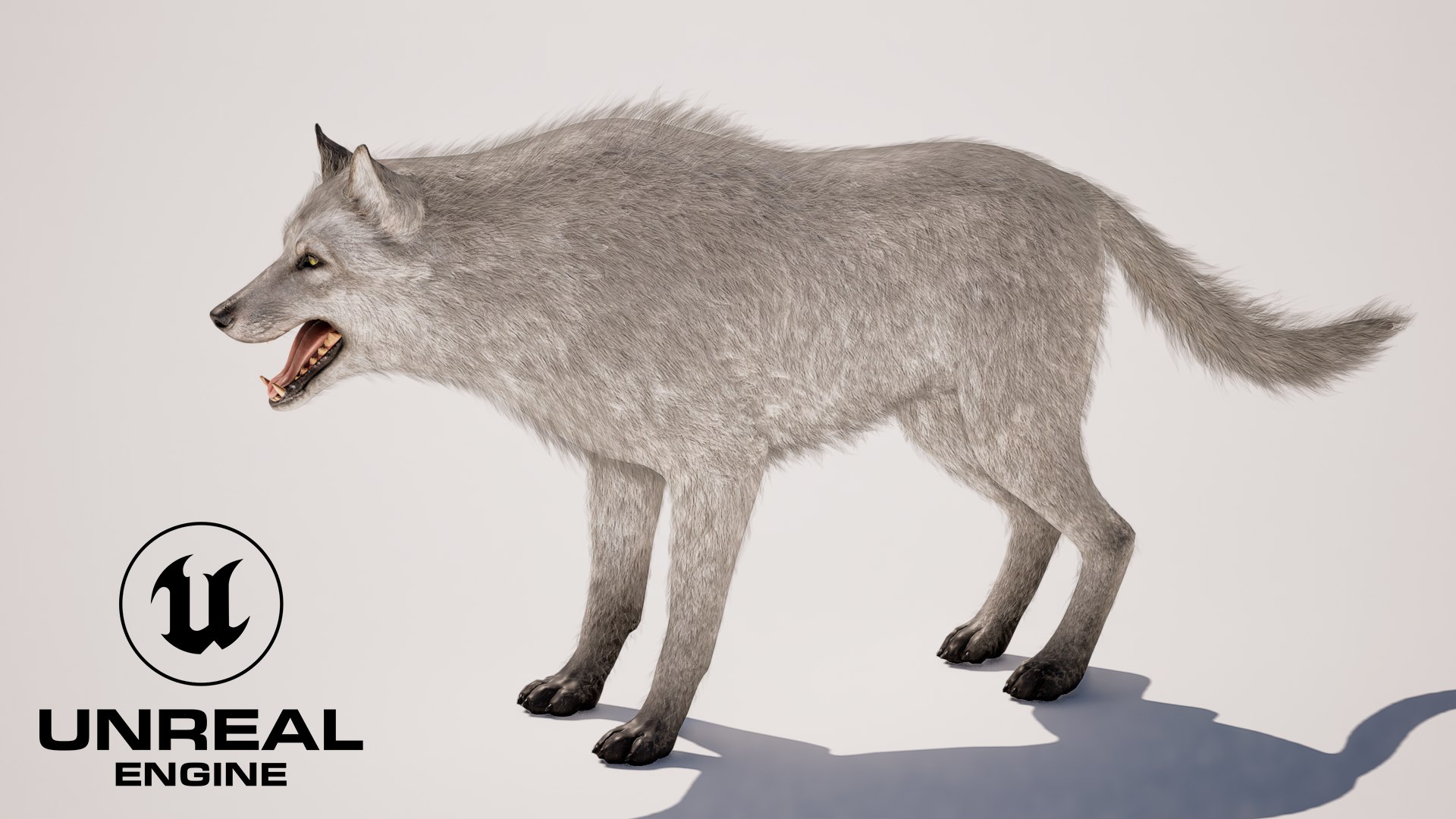 3D Wolf White https://p.turbosquid.com/ts-thumb/og/NnsjX8/fQ/20/png/1754120399/1920x1080/fit_q87/683db81843f5cab83cf858077690b8f7a1067635/20.jpg