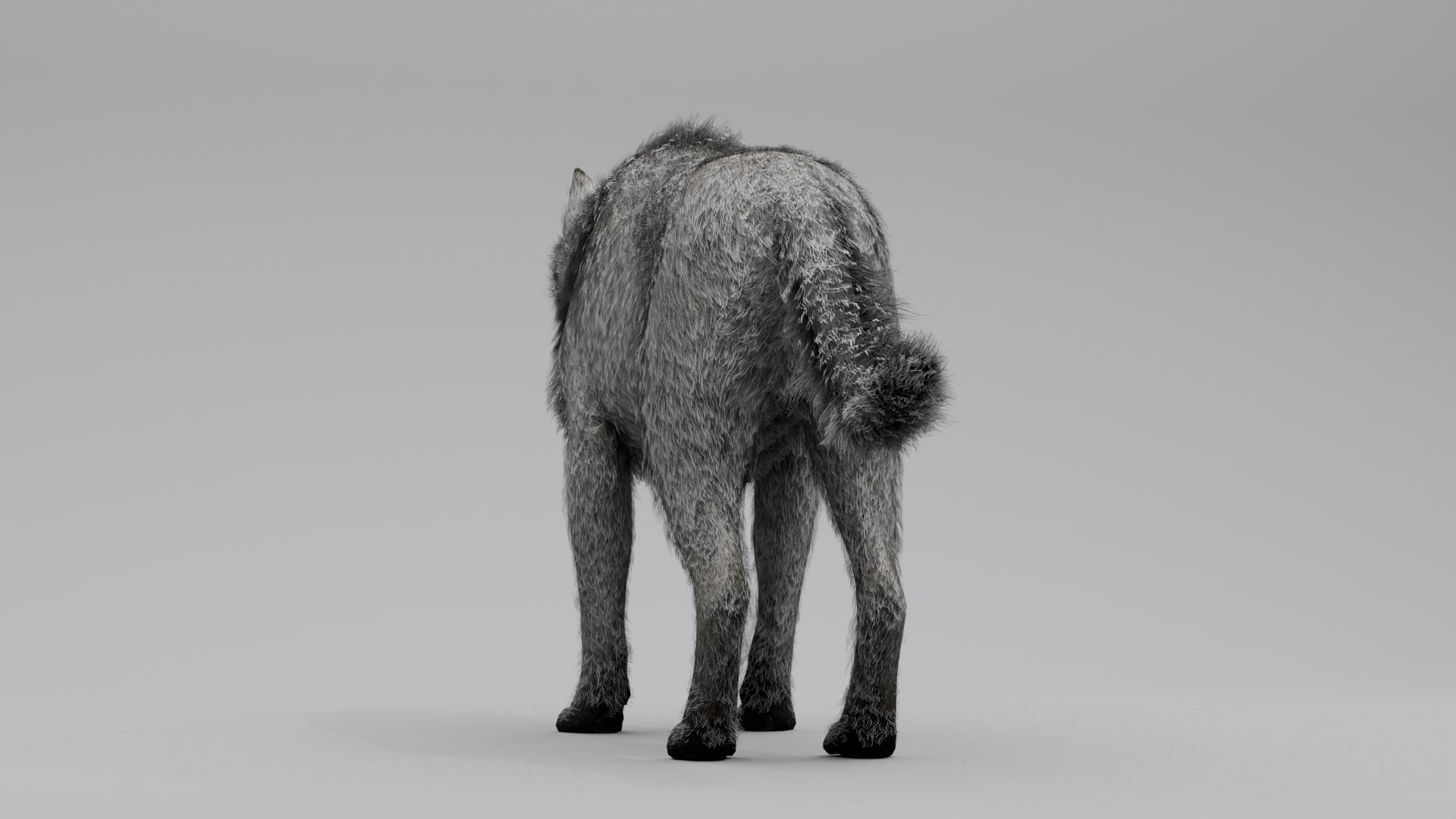 3D Wolf White https://p.turbosquid.com/ts-thumb/og/NnsjX8/kU/7/png/1754120388/1920x1080/fit_q87/6376f53f3b62d6b66142969f2ee7ca62dac8ae6c/7.jpg