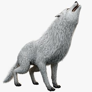 3D Wolf White