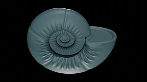Ammonoid shell with umbilical ribs and constriction 3D