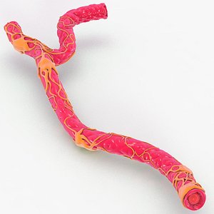 Capillary with Blood Cells