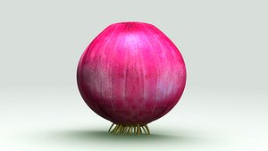 onion allium cepa 3d model
