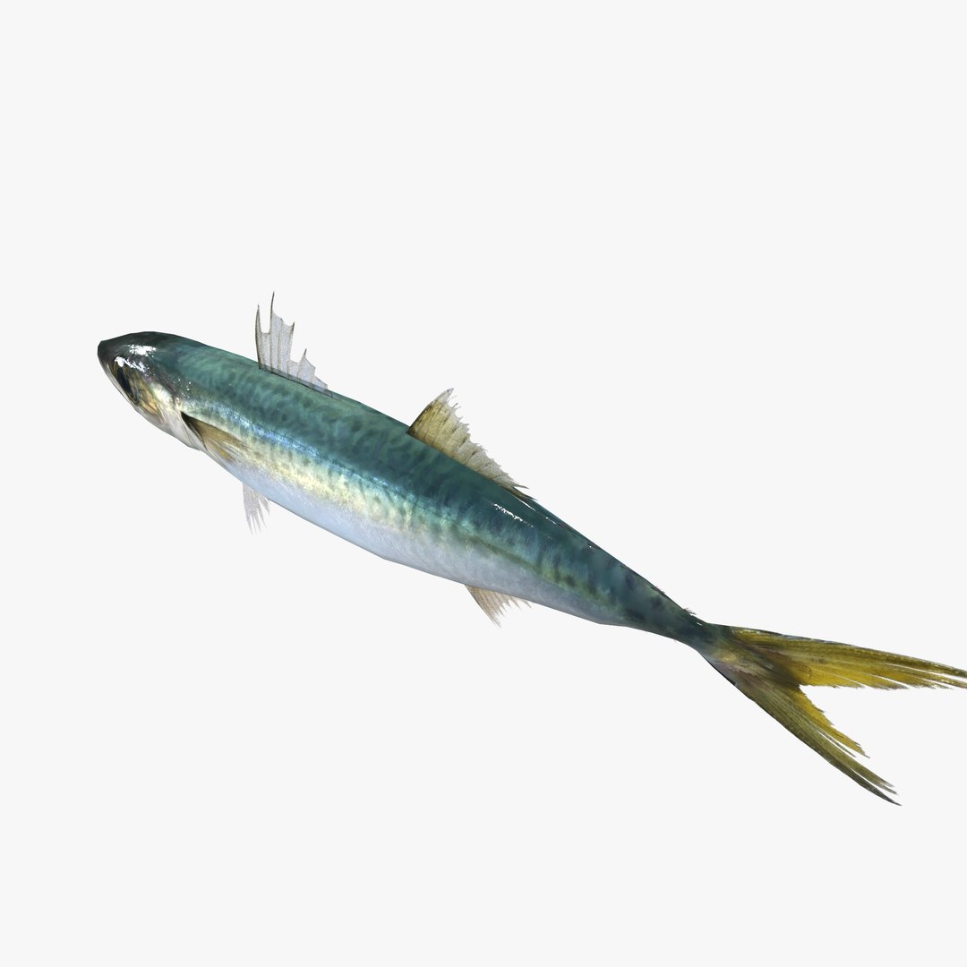 3D Chub mackerel - Masaba - Scomber japonicus https://p.turbosquid.com/ts-thumb/og/jm8Ia9/53/untitled12/jpg/1775541205/1920x1080/fit_q87/23f3f4dff63324ab521fbac2fa1b46ab336aece4/untitled12.jpg