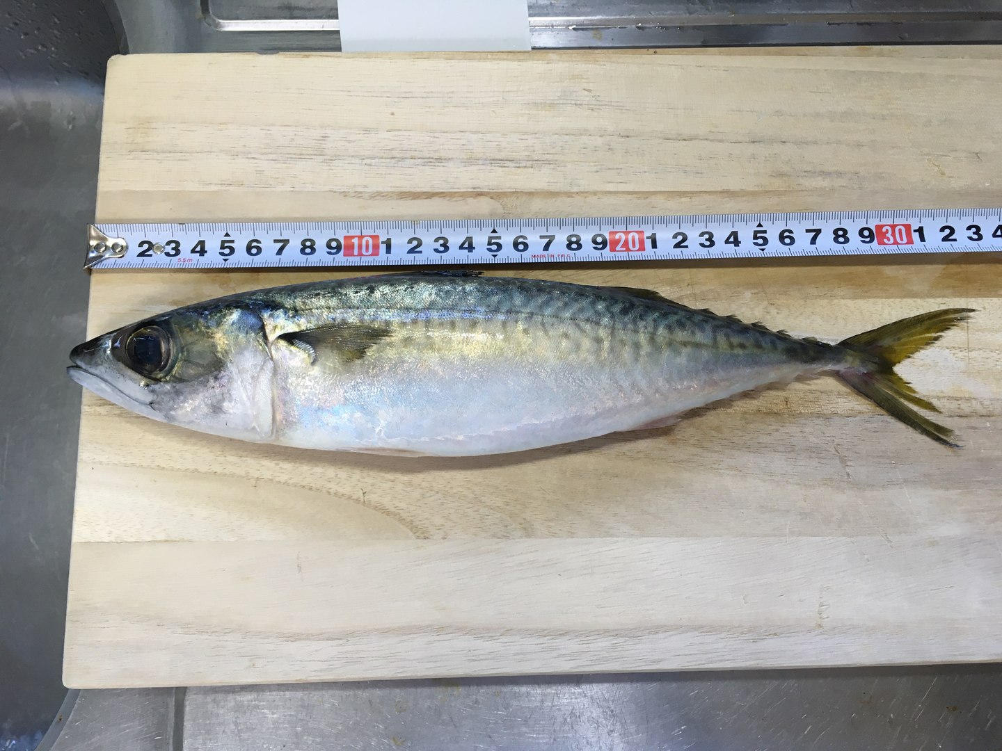 3D Chub mackerel - Masaba - Scomber japonicus https://p.turbosquid.com/ts-thumb/og/jm8Ia9/Si/masaba_photos27/jpg/1775541216/1920x1080/fit_q87/6167a246e3413c36fbda9f82d551ee9a104db194/masaba_photos27.jpg