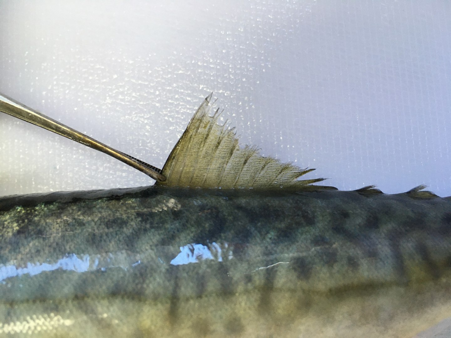 3D Chub mackerel - Masaba - Scomber japonicus https://p.turbosquid.com/ts-thumb/og/jm8Ia9/TW/masaba_photos18/jpg/1775541214/1920x1080/fit_q87/faa26a777d90455c34a2789322f9874a57c14092/masaba_photos18.jpg