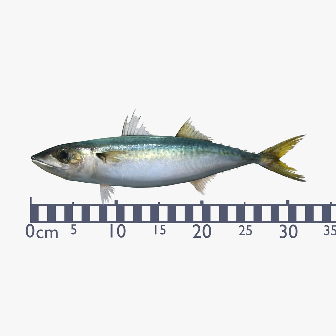 3D Chub mackerel - Masaba - Scomber japonicus https://p.turbosquid.com/ts-thumb/og/jm8Ia9/dd/untitled2/jpg/1775541206/1920x1080/fit_q87/6eda7468c2bc381ce25cbcc96623ee3c58725ddd/untitled2.jpg
