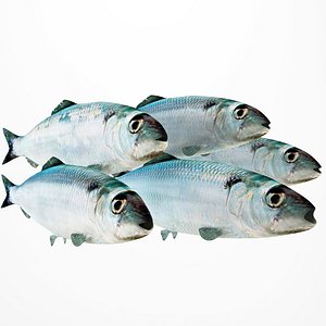 Herring
