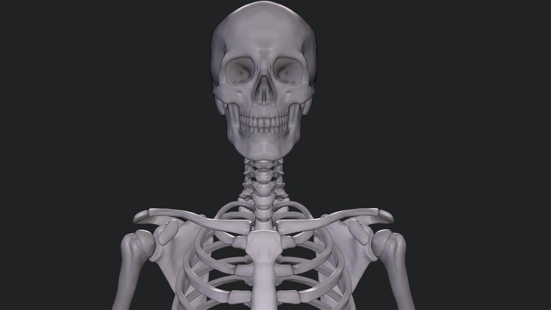 Human Skeleton Model - TurboSquid 2044915