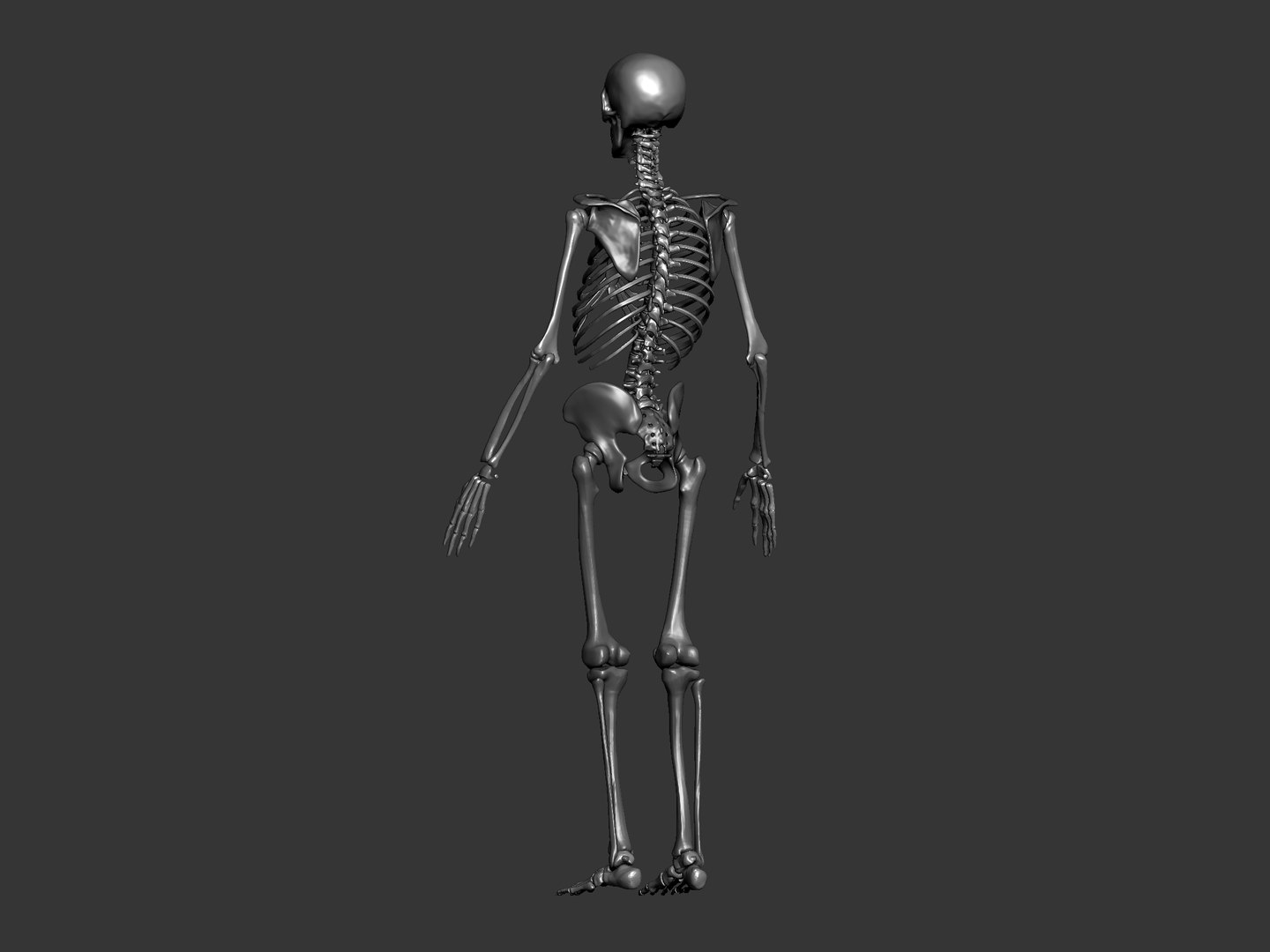 Human Skeleton Model - TurboSquid 2044915