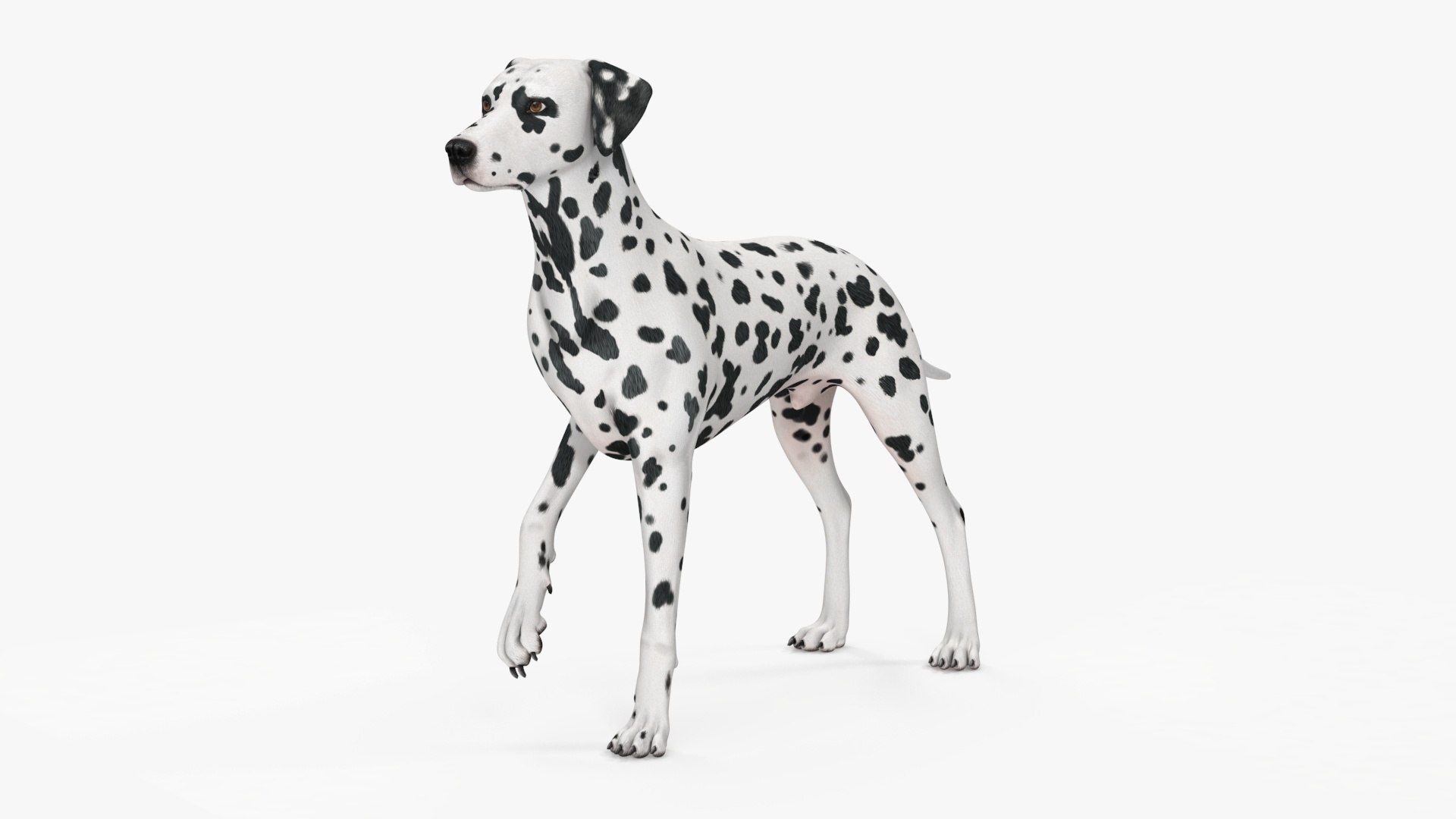 Spotted Dalmatian Dog Rigged for Maya 3D model preview