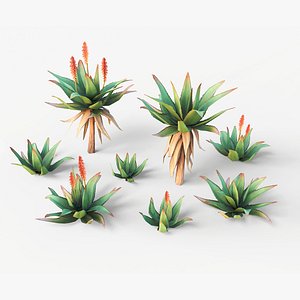 Mountain Aloe